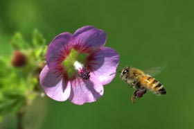 where to buy pure honey online