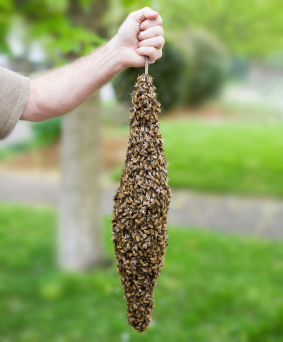 Bee Removal Service NSW Australia