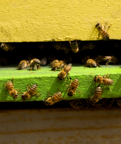 Buy Bee Hives Australia